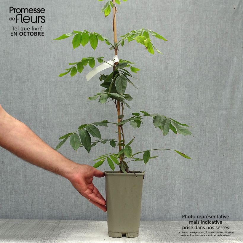 Amostra de Wisteria venusta - Glicínia Vaso de 2 L/3 L tal como entregue no outono