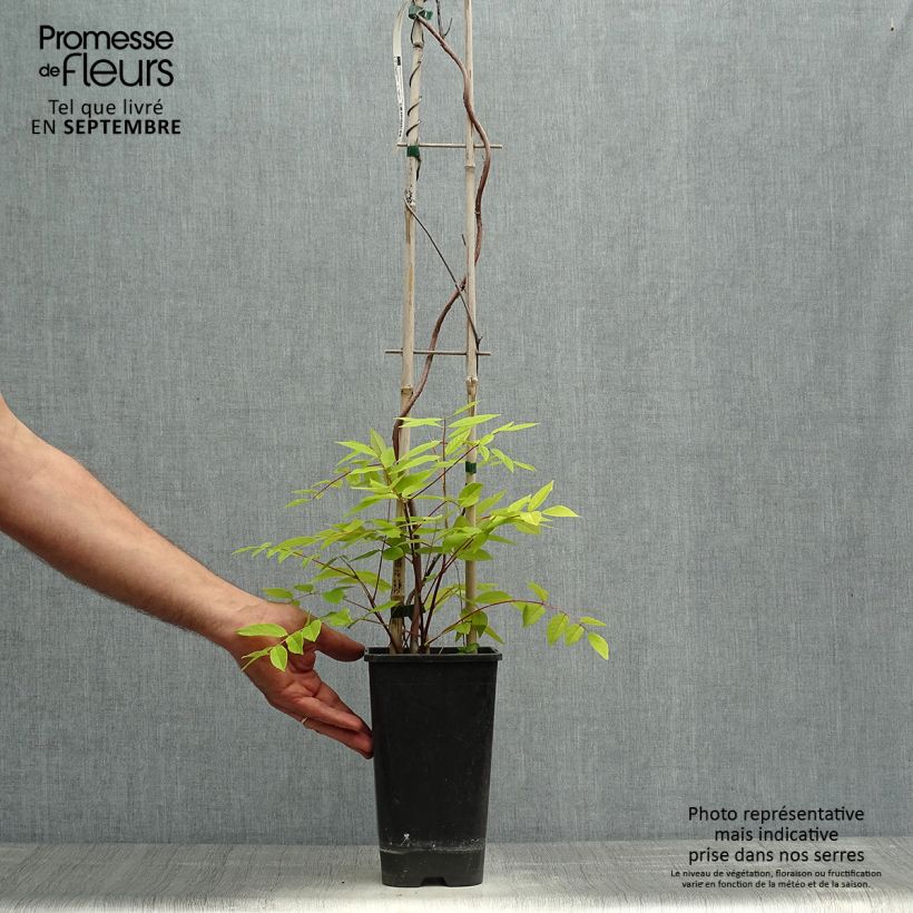 Amostra de Wisteria frutescens - Glicínia americana Vaso de 3 L/4 L tal como entregue no outono