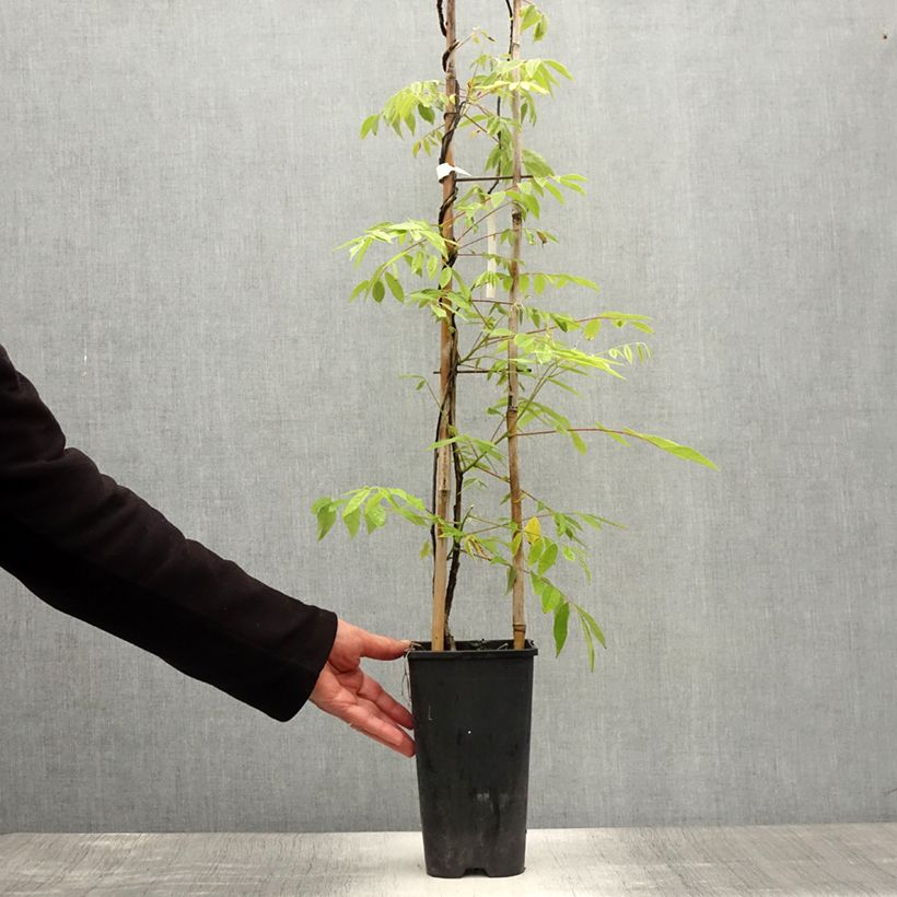 Amostra de Wisteria frutescens - Glicínia americana Vaso de 3 L/4 L tal como entregue no verão