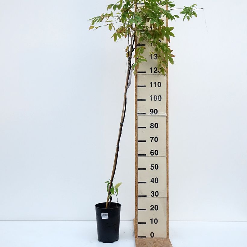 Amostra de Wisteria Grande Diva Barbara - Glicínia Vaso de 4 L/5 L tal como entregue no outono