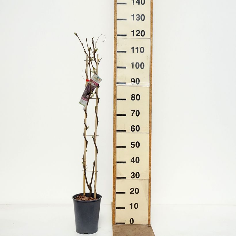 Amostra de Wisteria Grande Diva Barbara - Glicínia Vaso de 4 L/5 L tal como entregue na primavera
