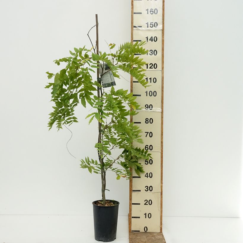 Amostra de Wisteria Grande Diva Cecilia - Glicínia Vaso de 4 L/5 L tal como entregue no verão