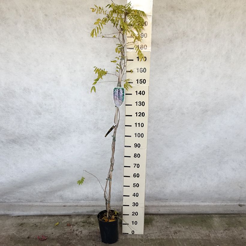 Amostra de Wisteria floribunda Lawrence - Glicínia-japonesa Vaso de 6 L/7 L tal como entregue no outono