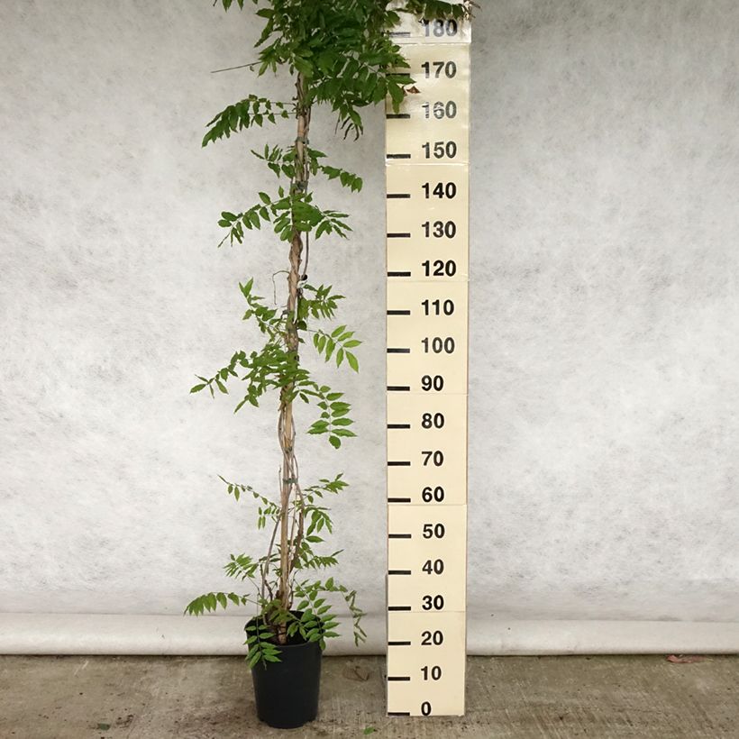 Amostra de Wisteria floribunda Lawrence - Glicínia-japonesa Vaso de 6 L/7 L tal como entregue no verão