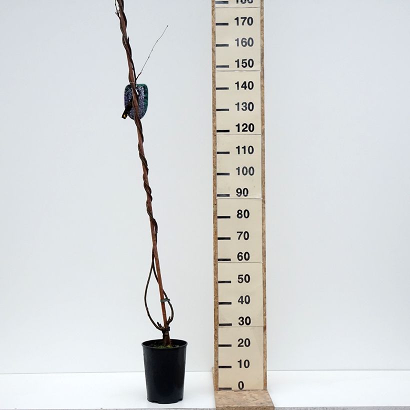 Amostra de Glycine japonaise Lawrence - Wisteria floribunda Vaso de 6 L/7 L tal como entregue no inverno