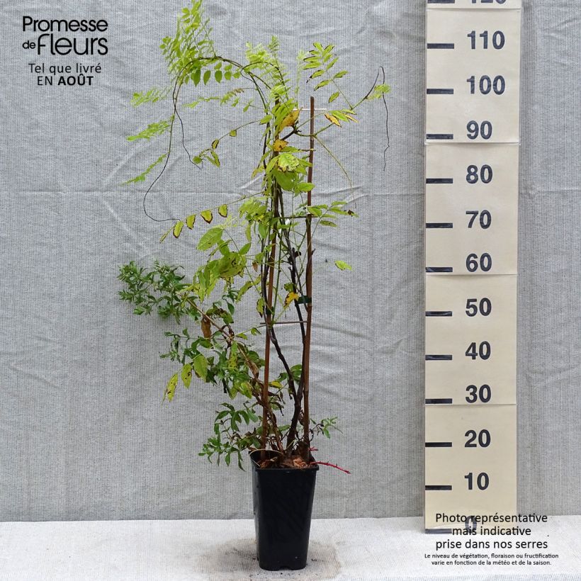 Amostra de Wisteria floribunda Ed's Blue Dragon - Glicínia-japonesa Vaso de 2 L/3 L tal como entregue no verão
