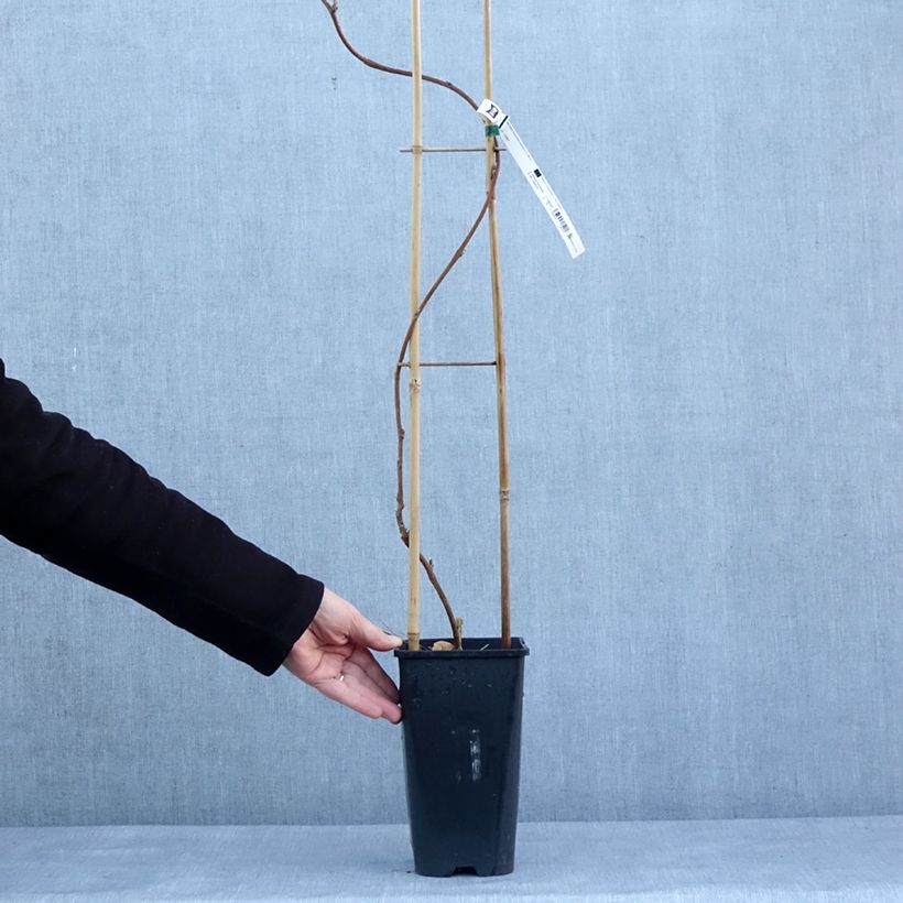 Amostra de Glycine japonaise - Wisteria floribunda Lipstick Vaso de 3 L/4 L tal como entregue no inverno