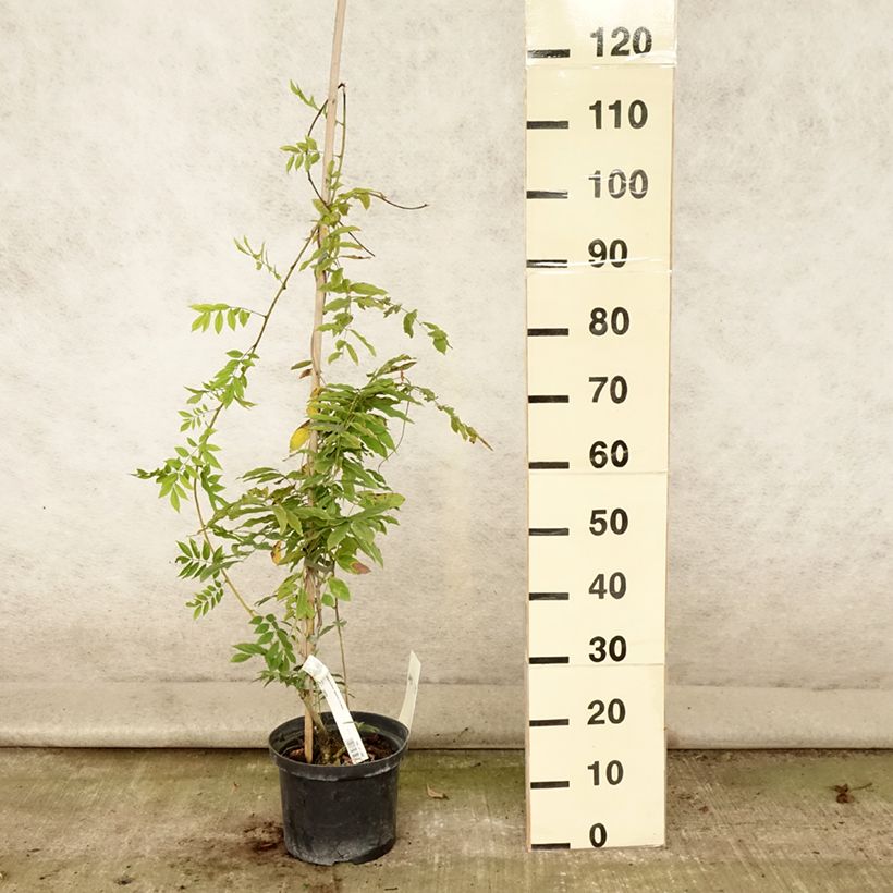 Amostra de Wisteria floribunda Macrobotrys De Belder - Glicínia-japonesa Vaso de 4 L/5 L tal como entregue no verão