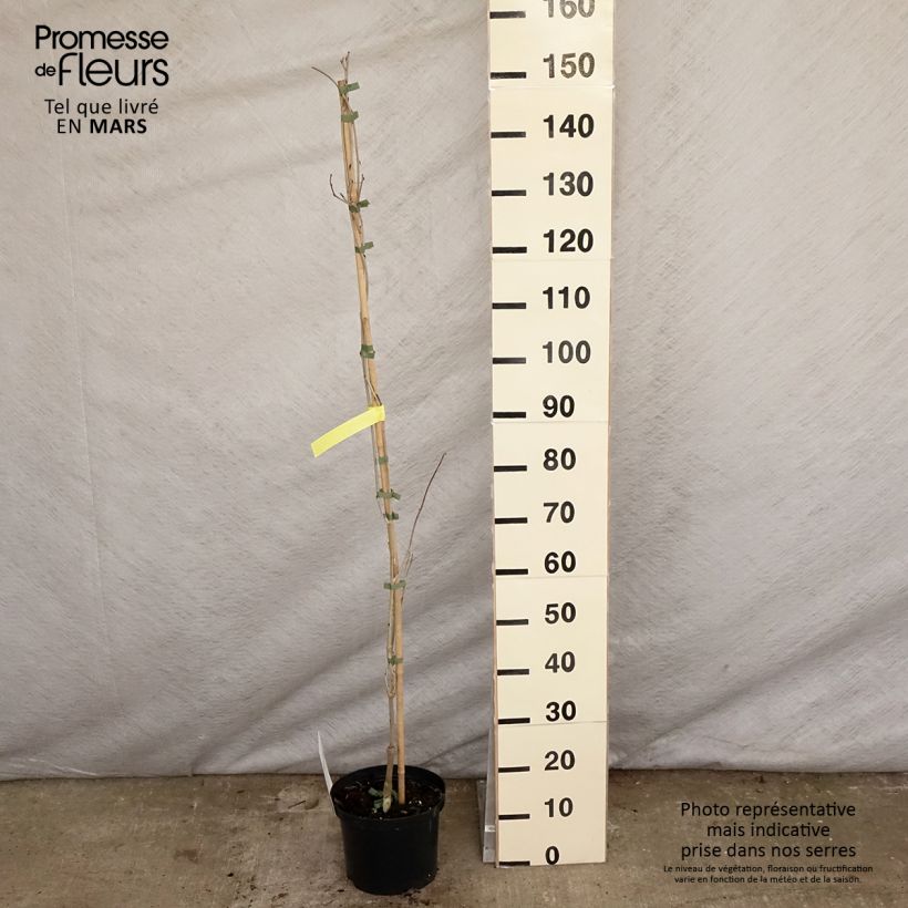 Amostra de Wisteria floribunda Macrobotrys De Belder - Glicínia-japonesa Vaso de 4 L/5 L tal como entregue na primavera