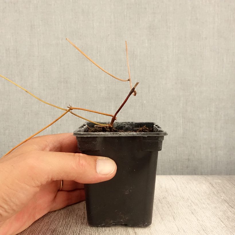 Amostra de Glicínia tuberosa - Alubia patata Vaso de 8/9 cm tal como entregue no verão