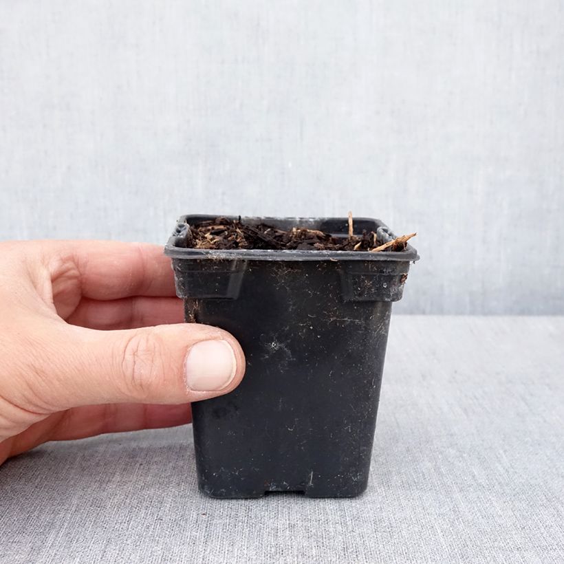 Amostra de Glicínia tuberosa - Alubia patata Vaso de 8/9 cm tal como entregue na primavera