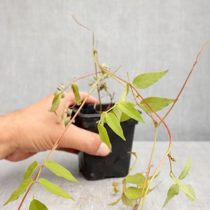 Amostra de Glicínia tuberosa - Alubia patata Vaso de 8/9 cm tal como entregue no outono