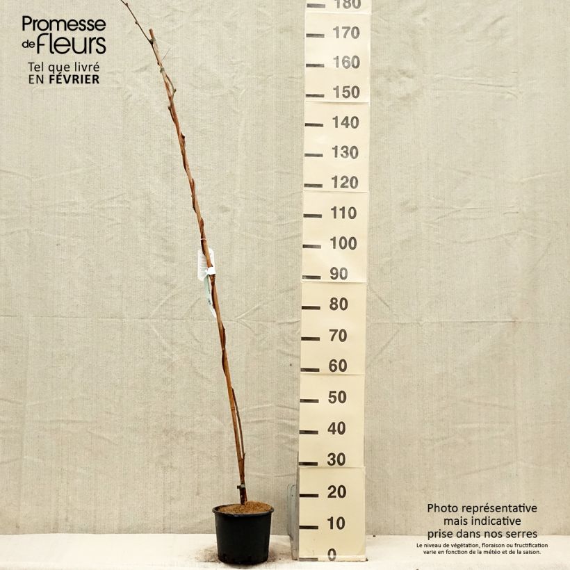 Amostra de Glycine - Wisteria brachybotrys Yokohama Fuji Vaso de 3 L/4 L tal como entregue no inverno