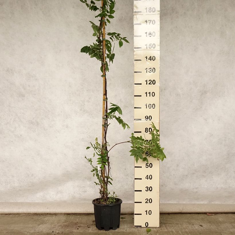 Amostra de Wisteria brachybotrys Yokohama Fuji - Glicínia Vaso de 7,5 L/10 L tal como entregue no verão
