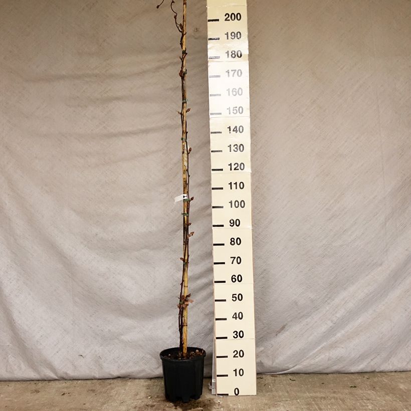 Amostra de Wisteria brachybotrys Yokohama Fuji - Glicínia Vaso de 7,5 L/10 L tal como entregue na primavera