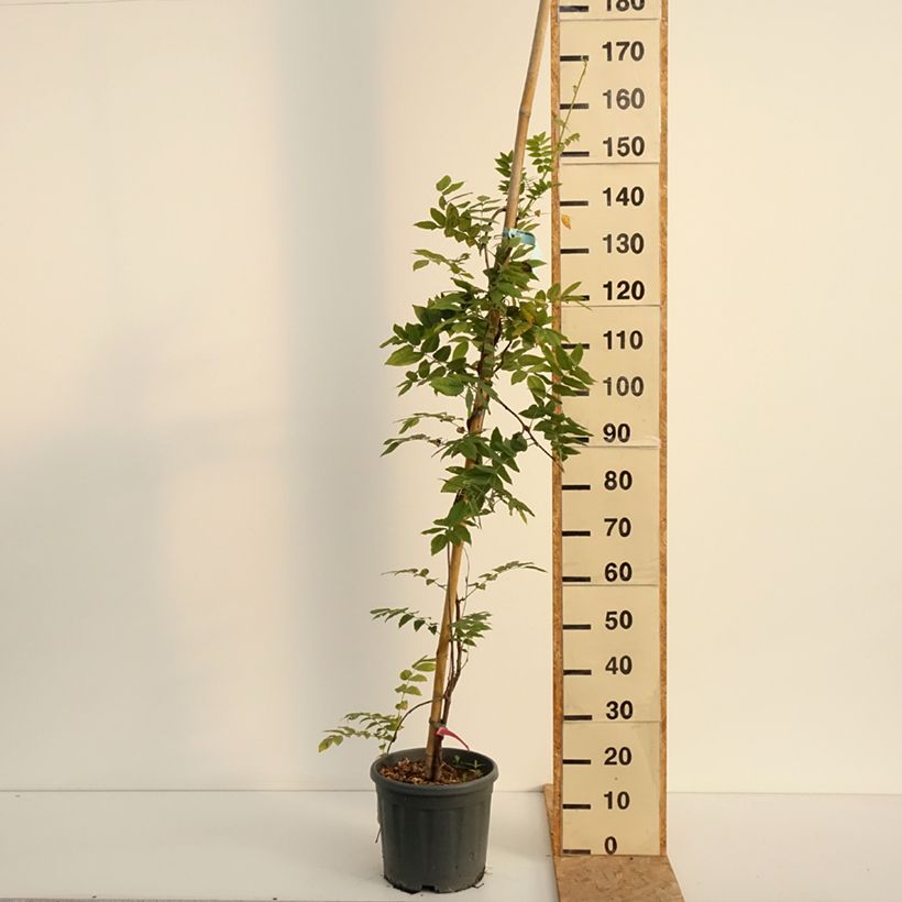 Amostra de Wisteria brachybotrys Yokohama Fuji - Glicínia Vaso de 3 L/4 L tal como entregue no verão