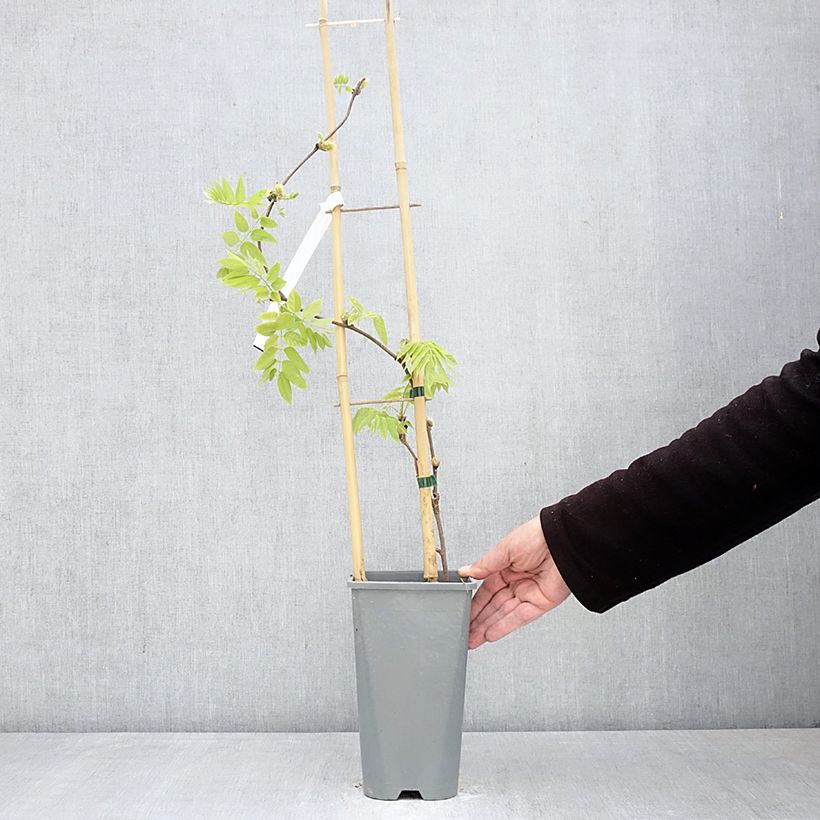 Amostra de Wisteria brachybotrys Yokohama Fuji - Glicínia Vaso de 3 L/4 L tal como entregue na primavera