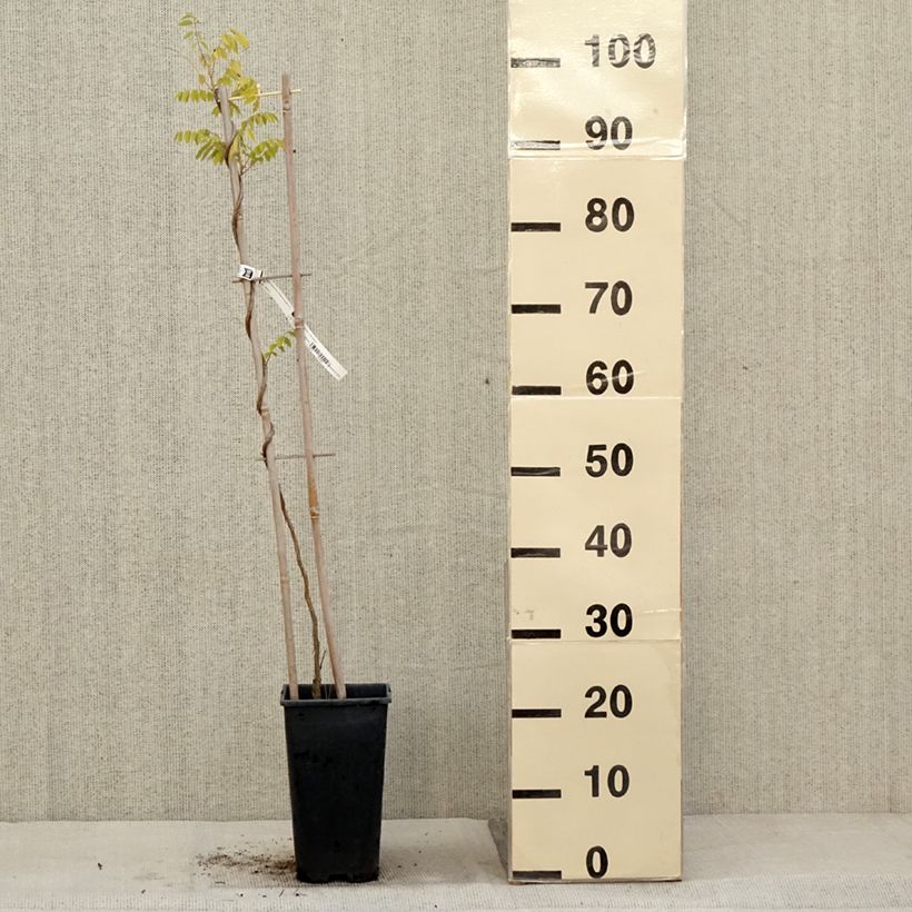 Amostra de Wisteria × frutescens Longwood Purple - Glicínia Vaso de 3 L/4 L tal como entregue no outono