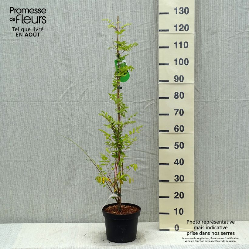 Amostra de Wisteria × frutescens Longwood Purple - Glicínia Vaso de 3 L/4 L tal como entregue no verão
