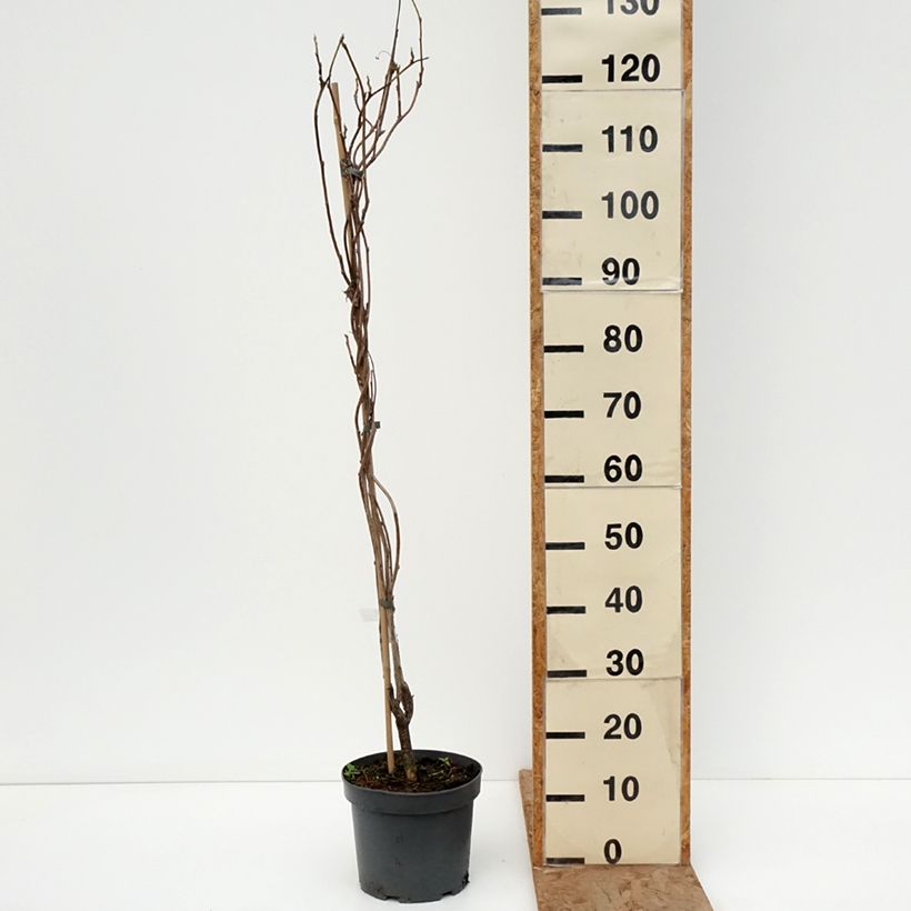 Amostra de Wisteria frutescens var. macrostachya Clara Mack - Glicínia americana Vaso de 4 L/5 L tal como entregue no inverno