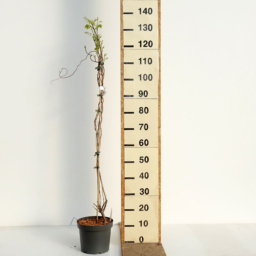 Amostra de Wisteria frutescens var. macrostachya Clara Mack - Glicínia americana Vaso de 4 L/5 L tal como entregue na primavera