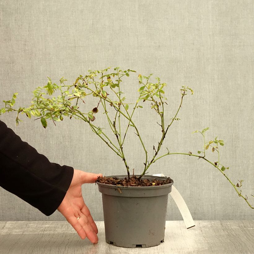 Amostra de Glycyrrhiza glabra - Alcaçuz Vaso de 2 L/3 L tal como entregue no outono