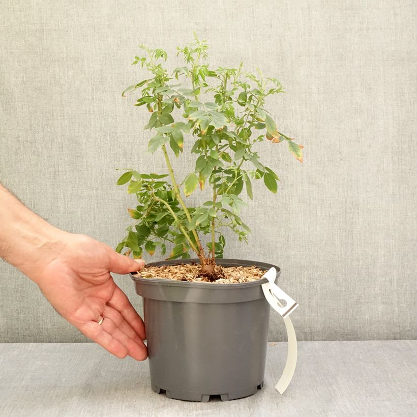 Amostra de Glycyrrhiza glabra - Alcaçuz Vaso de 2 L/3 L tal como entregue no verão