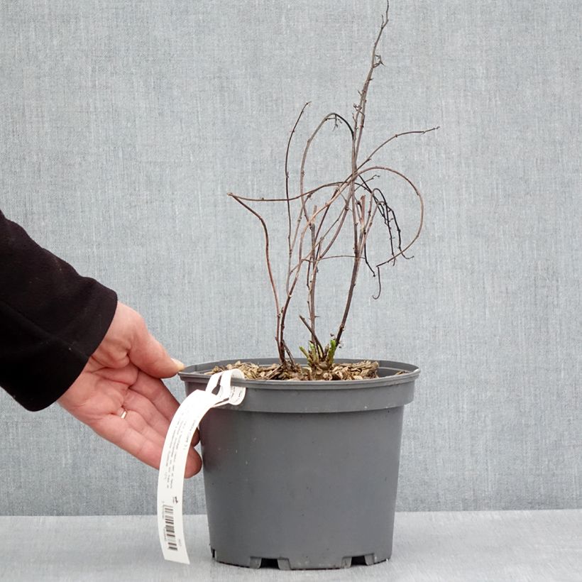 Amostra de Glycyrrhiza glabra - Alcaçuz Vaso de 2 L/3 L tal como entregue na primavera