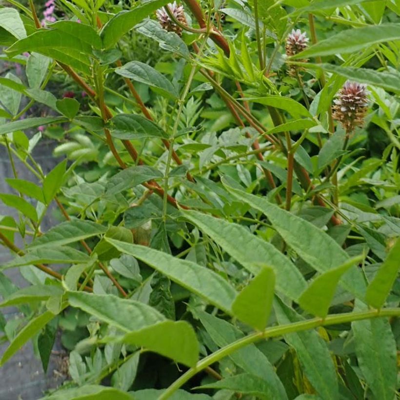 Glycyrrhiza yunnanensis - Alcaçuz (Folhagem)