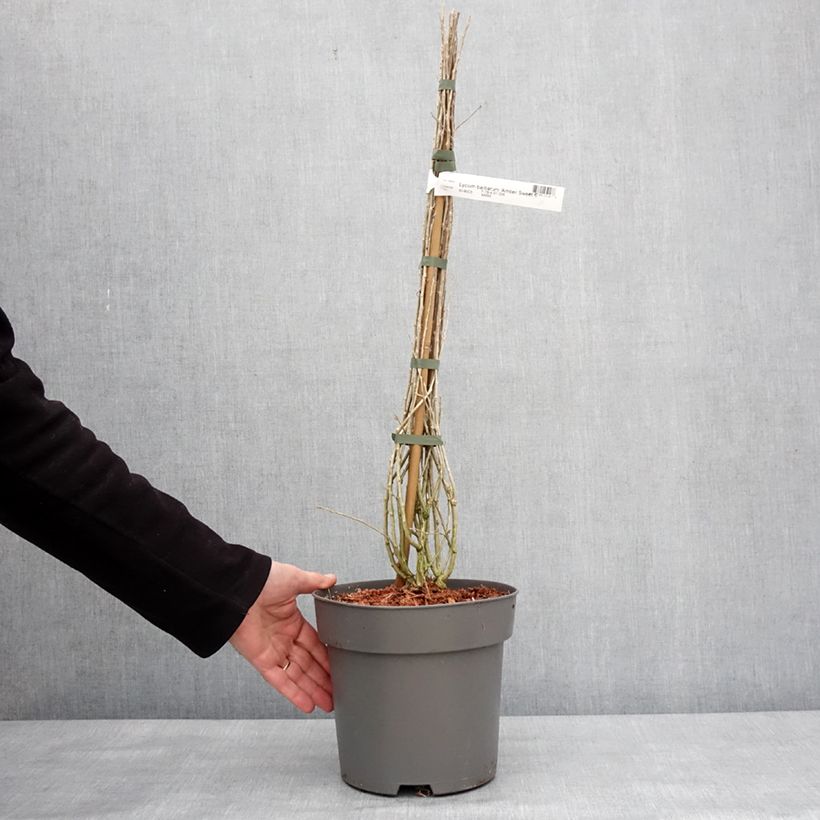 Amostra de Goji Amber Sweet - Lycium barbarum Vaso de 4 L/5 L, Tufo tal como entregue no inverno