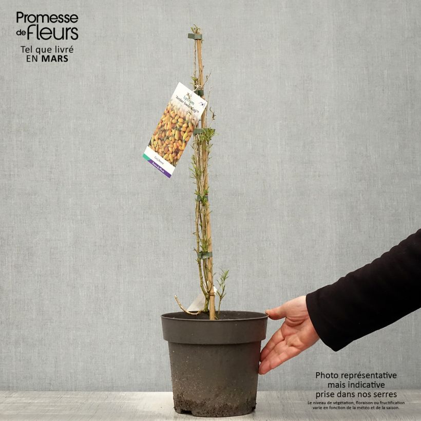 Amostra de Goji Amber Sweet - Lycium barbarum Vaso de 4 L/5 L, Tufo tal como entregue na primavera