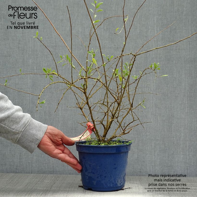 Amostra de Goji Gojidelys - Lycium barbarum Vaso de 2 L/3 L, Tufo tal como entregue no outono