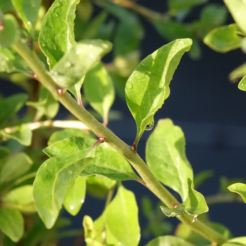 Goji Gojidelys - Lycium barbarum (Folhagem)