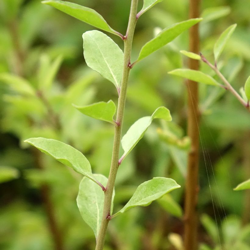Goji Instant Success - Lycium barbarum (Folhagem)