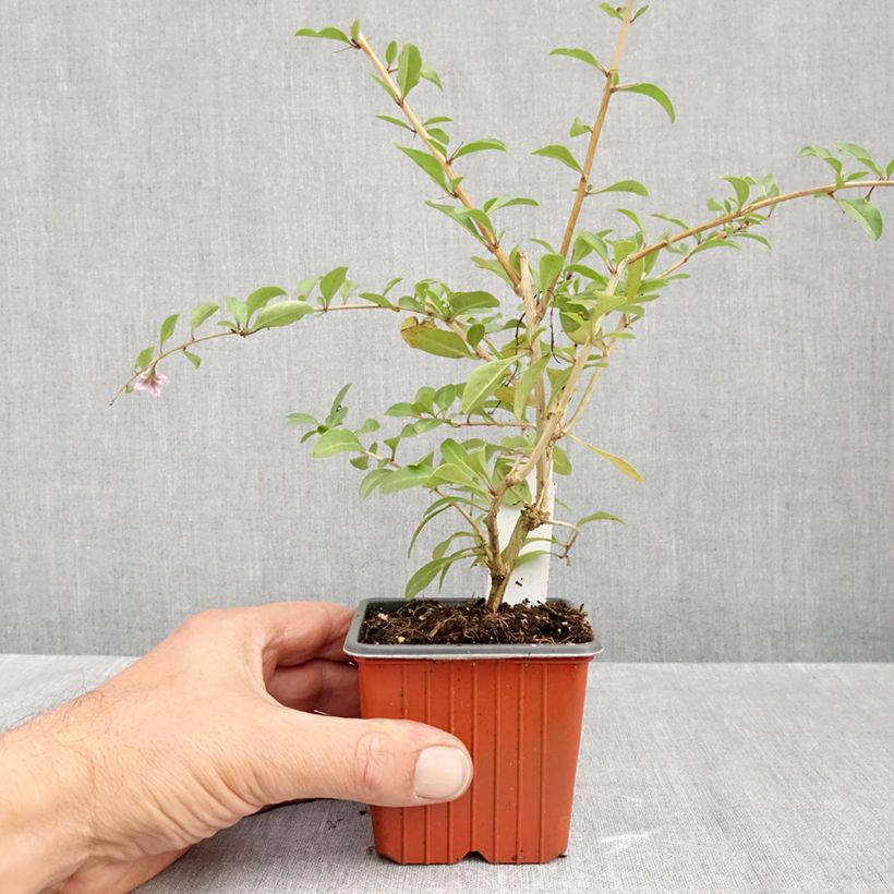 Amostra de Goji - Lycium barbarum Vaso de 8/9 cm tal como entregue no outono