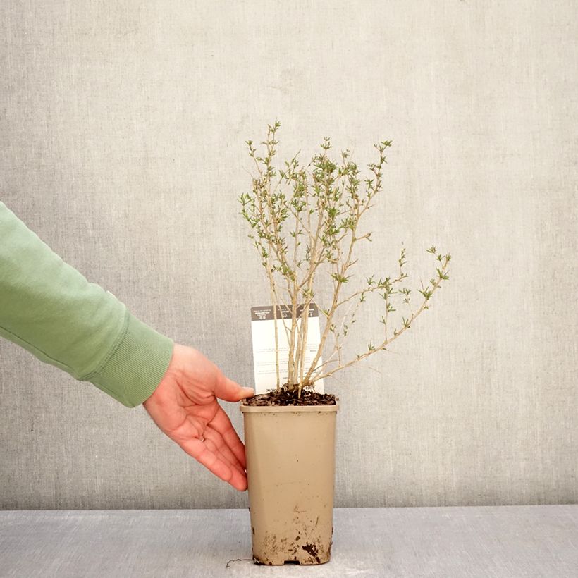 Amostra de Goji Q1 - Lycium barbarum Vaso de 1,5 L/2 L, Tufo tal como entregue no inverno