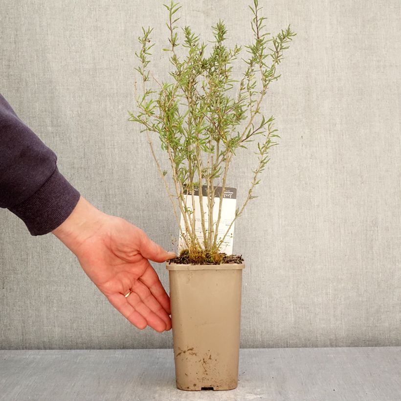 Amostra de Goji Q1 - Lycium barbarum Vaso de 1,5 L/2 L, Tufo tal como entregue na primavera