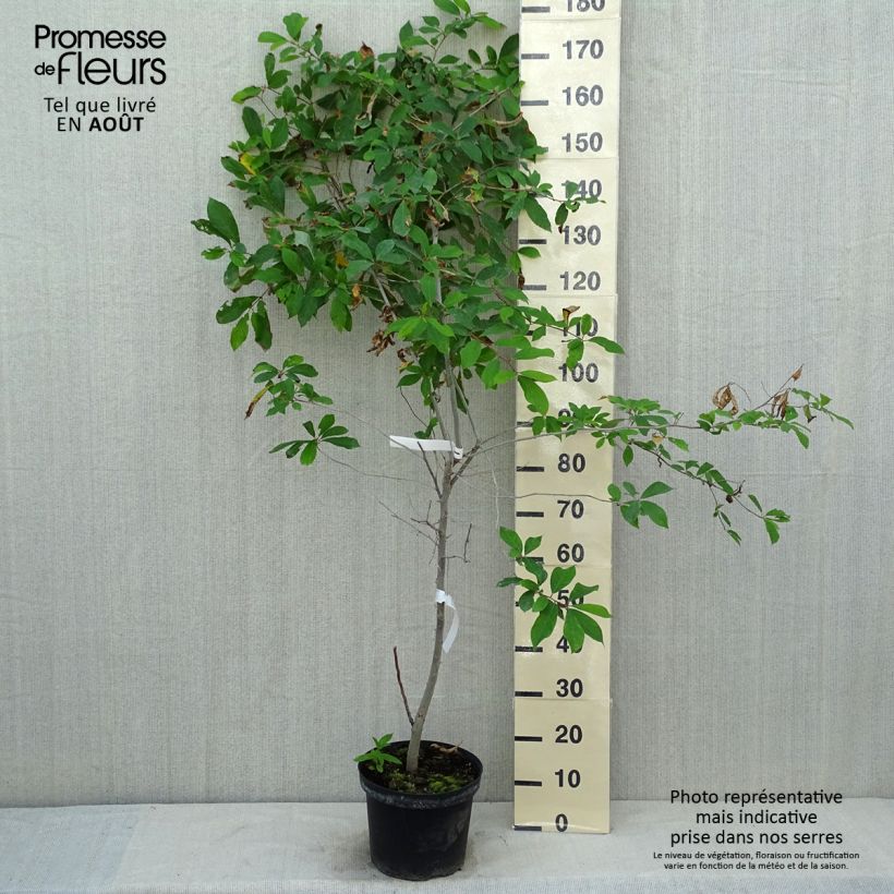 Amostra de Nyssa sylvatica Vaso de 7,5 L/10 L tal como entregue no verão