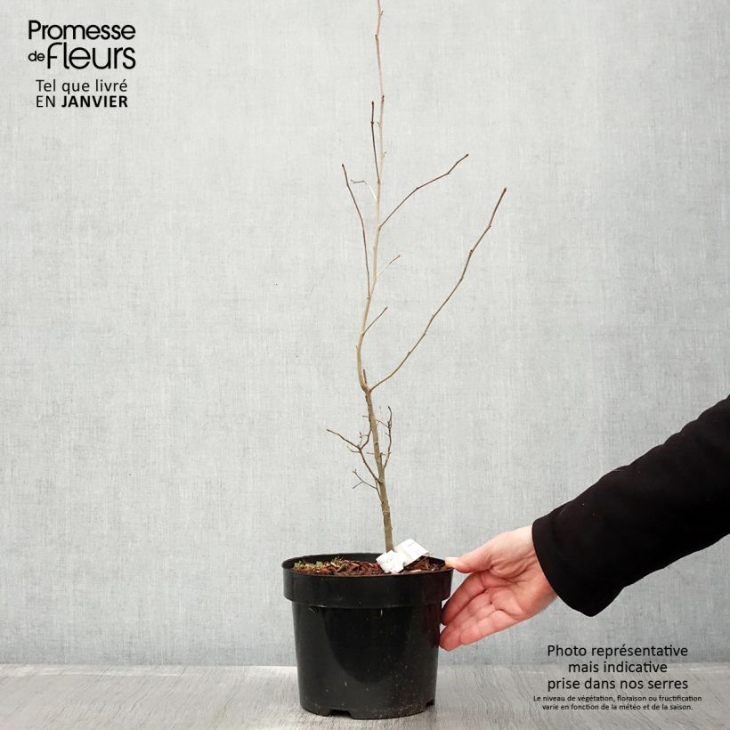 Amostra de Nyssa sylvatica Vaso de 2 L/3 L tal como entregue no inverno