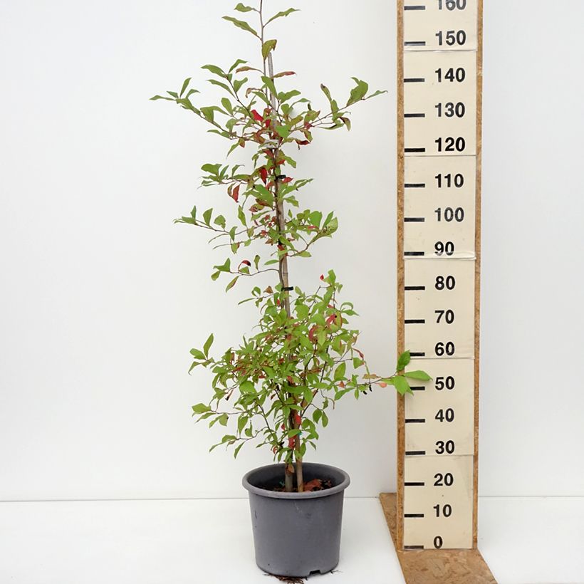 Amostra de Nyssa sylvatica Vaso de 7,5 L/10 L tal como entregue no outono