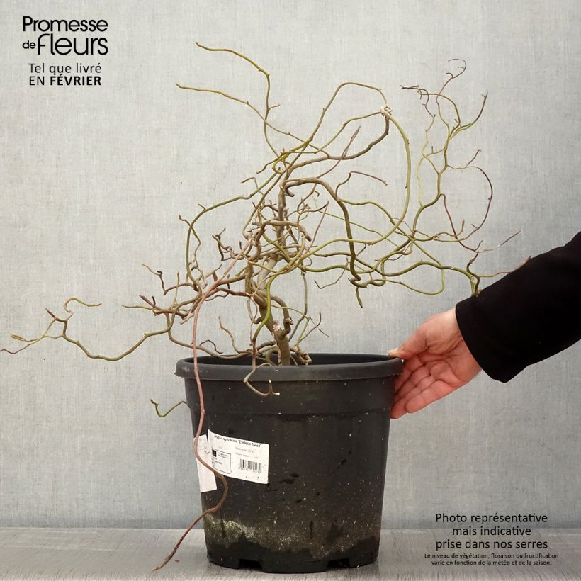 Amostra de Gommier noir - Nyssa sylvatica Zydeco Twist Vaso de 12 L/15 L tal como entregue no inverno