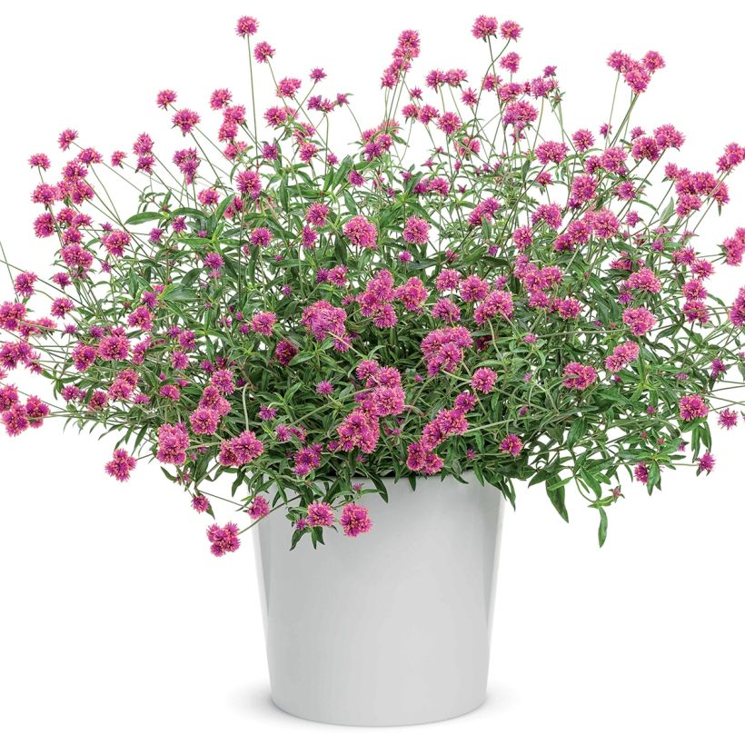 Perpétua Truffula Pink (Hábito)