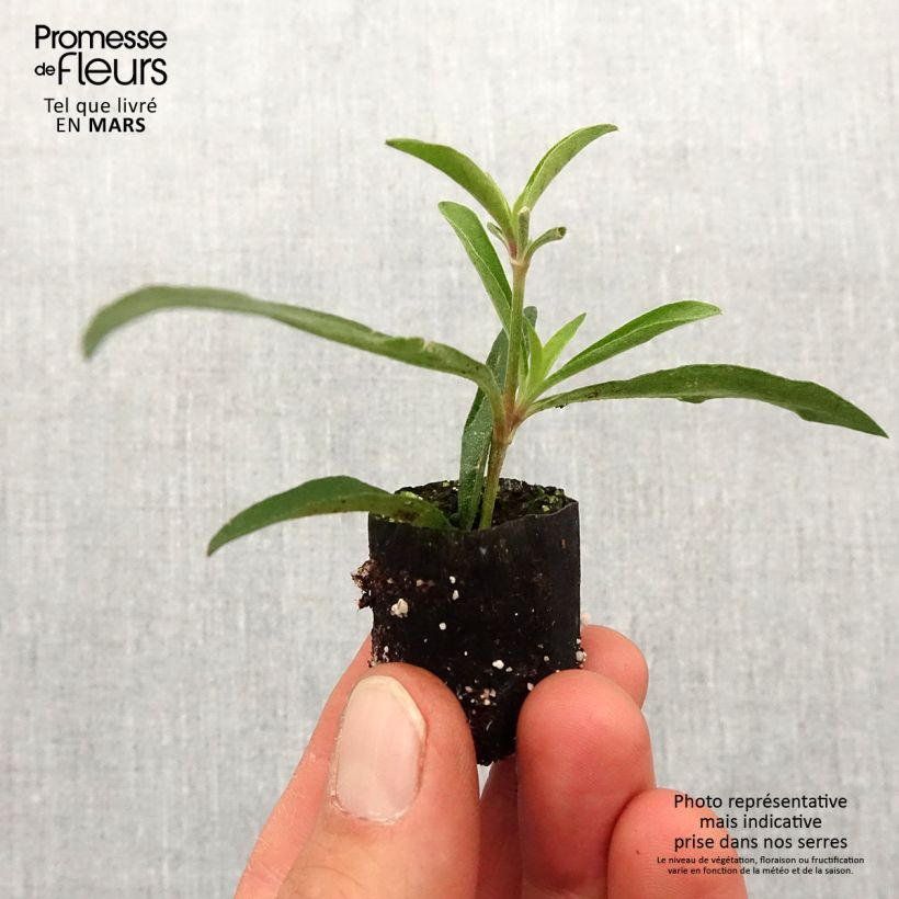 Amostra de Gomphrena Truffula Pink - Amarantine Mini-motte Ø 1,5/2,5 cm tal como entregue na primavera