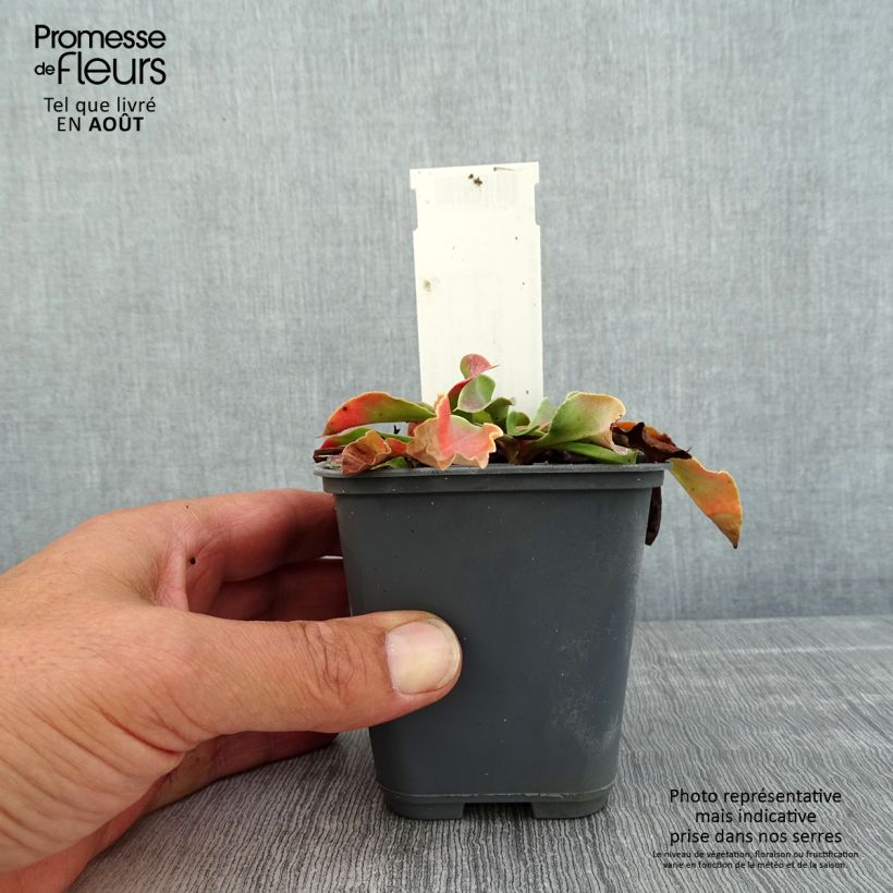 Amostra de Goniolimon collinum Vaso de 8/9 cm tal como entregue no verão