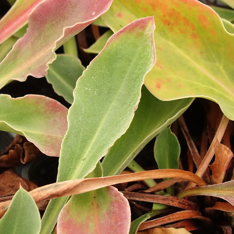 Goniolimon collinum (Folhagem)