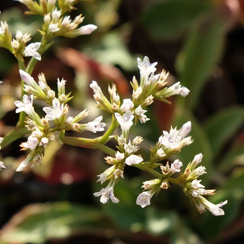 Goniolimon collinum (Floração)