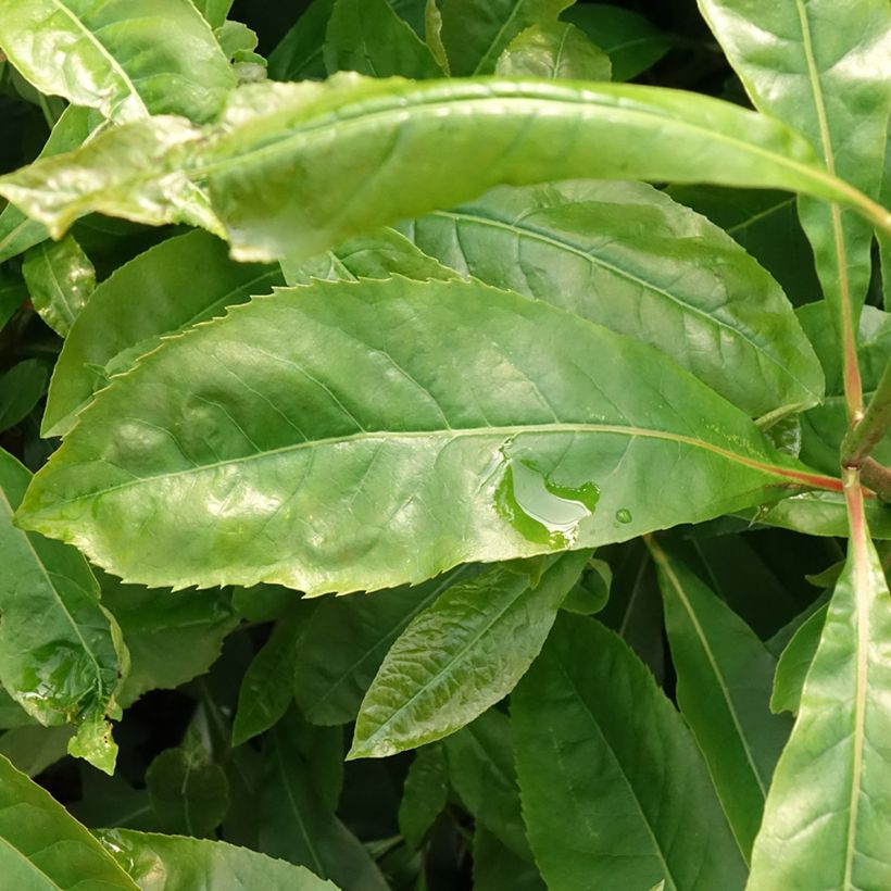 Gordlinia grandiflora (Folhagem)