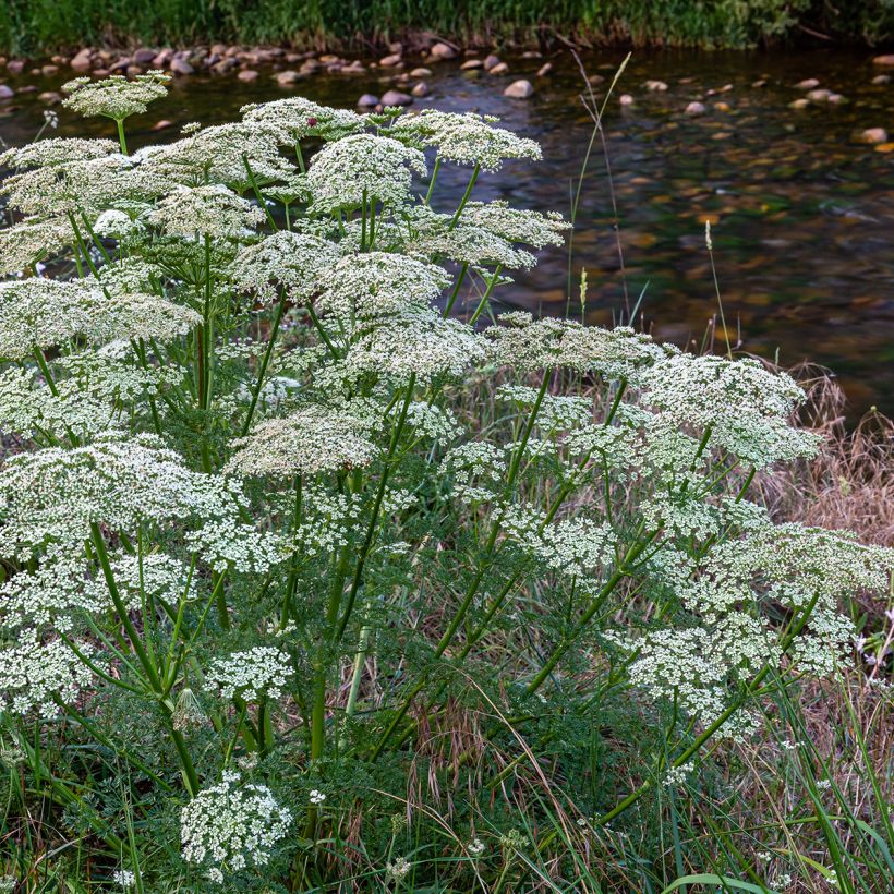 Daucus carota em sementes (Hábito)