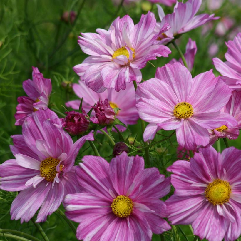 Cosmea Rosetta em sementes (Floração)