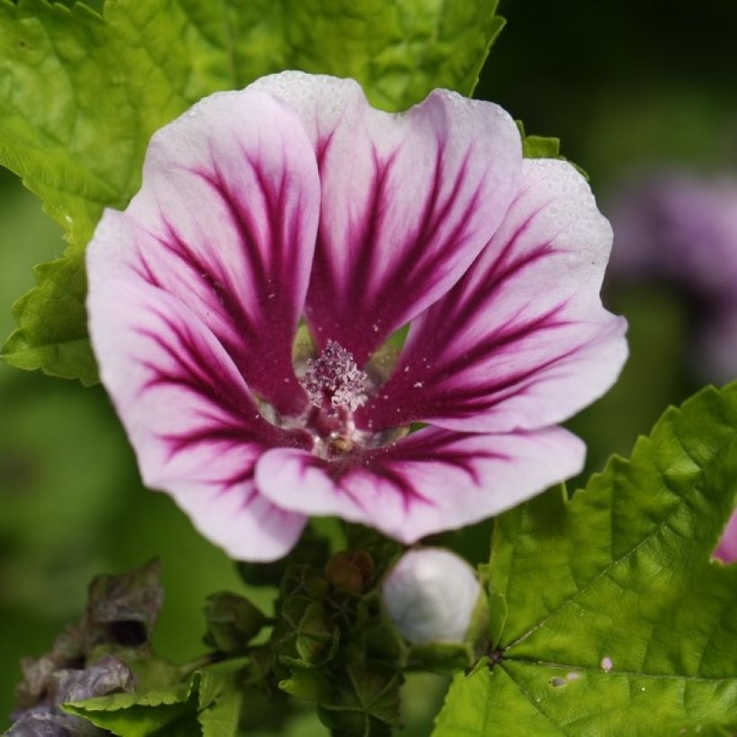 Malva silvestre Zebrina em sementes (Floração)